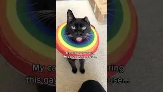 The rainbow donut is WAY BETTER than a plastic neck cones 😻 @thekatcurtis #cat #funnycat #cutecat