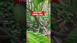 #cacao #masbatecacaofarm #masbatefarmer #farming #namumunganaangcacao #twoyearsoldcacao #fruiting