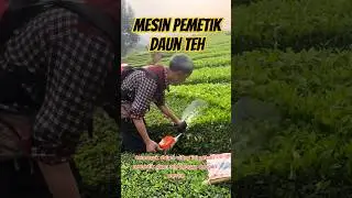 picking tea with a special machine #picking #tea #harvesting #panganmandiriofficial