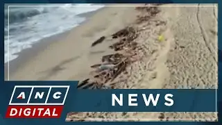 Italian police arrest three suspected human smugglers following shipwreck deaths | ANC