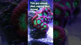 Favia? Faviites?  Strong! #coral #reeftank #saltwaterfishtank