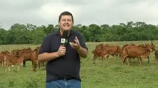 EVOLU&Ccedil;&Atilde;O DO GADO DA RA&Ccedil;A SINDI NO BRASIL.