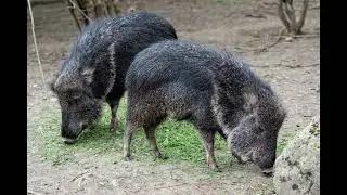 The Chacoan Peccary - (South America)