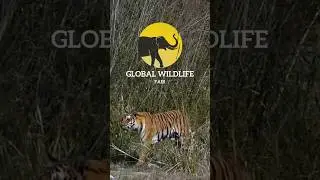 Global Wildlife Fair 2025 | New Delhi | Free Entry Wildlife & Ecotourism Event #shorts #shortsfeed