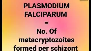 Plasmodium falciparum = Number of metacryptozoites formed per schizont