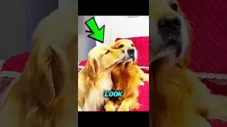 🐶 Dog Wedding of the Year | Cute Dogs in Wedding Dress & Suit 💍✨