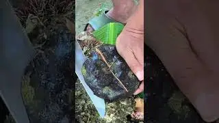 Let's Tried this Sand Dollar If it's Full Of Meat