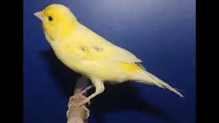 Timbrado-Espanol-Gesangskanarienvogel von 2020