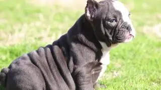 male exotic bully pup for sale ! toadline t2 x toadline betty boob