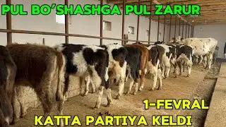 OLA-SHVET SIFATLI HUNOJINLAR YANGI ARZONCHI PAYDO BO’LDI