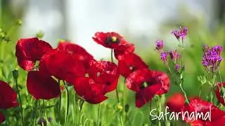 Mindfulness Matters Vol - 5