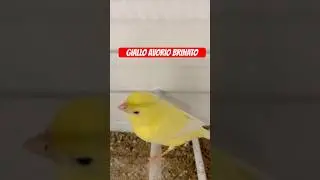 CANARINO GIALLO AVORIO BRINATO ALA BIANCA #canarini #birds #pets #canarino #animali #campionecanario