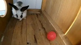 Умный кролик играет в мячик!!!Clever rabbit is playing ball !!!