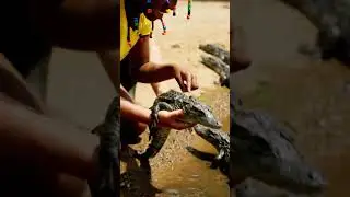 Crocodile Farm Tour | Daily Life on a Crocodile Farm Tour | #dailyvlog  Life on a #crocodilefarming