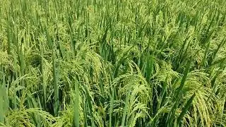Galway Kisham products results in Rice 🌾 crop....👌👌