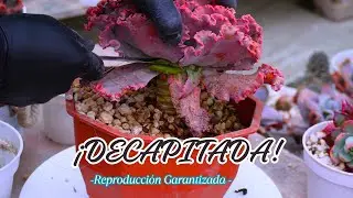 Reproducción forzada: lo que hago cuando mis suculentas no dan hijuelos