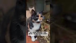 Котикам нужна помощь,все контакты и реквизиты в конце видео.