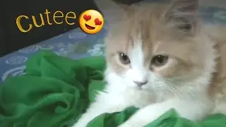 cat kneading challenge ( so cute😍😍)