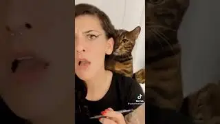 Funny cat punching the girl #shorts
