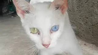 street cat amazing two color eyes