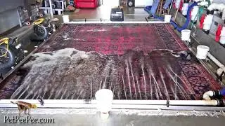 CLEANING ANTIQUE WOOL CARPET CHEMICAL-FREE