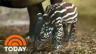 Baby boom at zoo offers new hope to endangered species