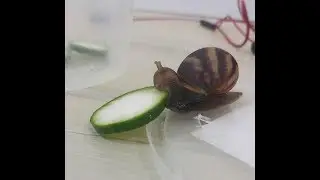 Snails Eating Cucumbers.mov