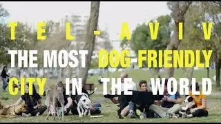 Tel aviv - a city with one of the world's highest dog to person ratios