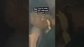 Crested gecko#shorts#viral