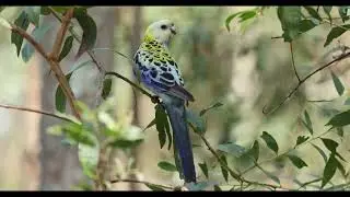 Pale-Headed Rosella at Banks St Reserve, Oct 2024