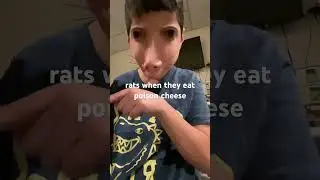 When a rat finds a poison cheese. #cheese #funny