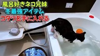 爪切りするのも風呂に入るのも普通の猫さん兄妹たちが、今年もコタツを手に入れました