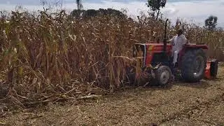 New Shaktimaan mulcher in corn Field