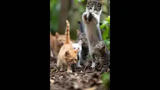 The Cat's sweet caught&hellip; Will the Mouse Survive #cutepets #funnyanimals #kitten 13