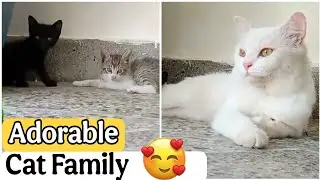 The Most Adorable Cat Family Moments