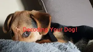 Paw Fact 101 - Canine Communication & Social Behavior #doglover #dogcare #pets