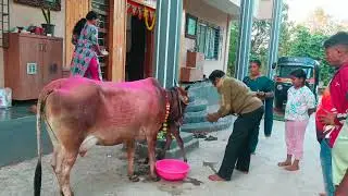 आपल्या घरी गायचे आगमन दत्त जयंती निमित्त