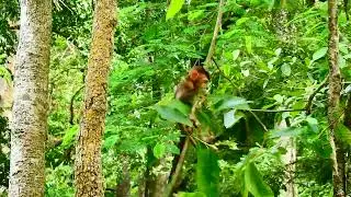 Monkey Attack Baby monkey, Monkey Crying EP 28
