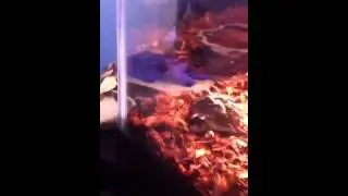 Pacman frog tackles his prey