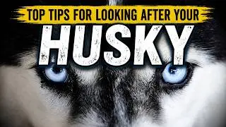 Top Tips for Looking after your Husky