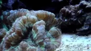 Elite Reef's 75 Gallon SPS Reef