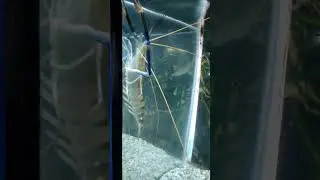 I Found GIANT Lobsters #lobster #trending #wildlife