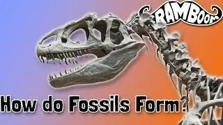 How do Fossils Form?