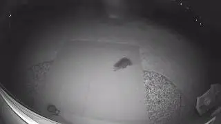Raccoon vs Skunk Night Video Logitech Circle 2