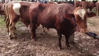 PRICE OF SPEEK QURBAN FOOD CATTLE DESTROYED IN THE WAGE MARKET, PATI, OCTOBER 29, 2025