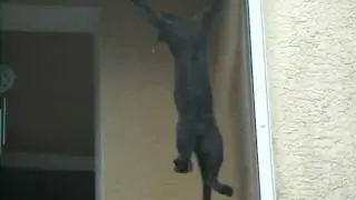 SpiderPuss !