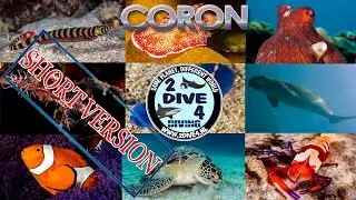Brotherdive 2019 - Diving Coron - Philippines (Short version)
