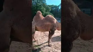 Le Parc animalier de Janvry - French region