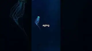 The Amazing Secret of Immortal Jellyfish