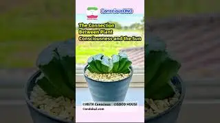 Talk with Your Pet! #126／The Connection Between Plant Consciousness and the Sun